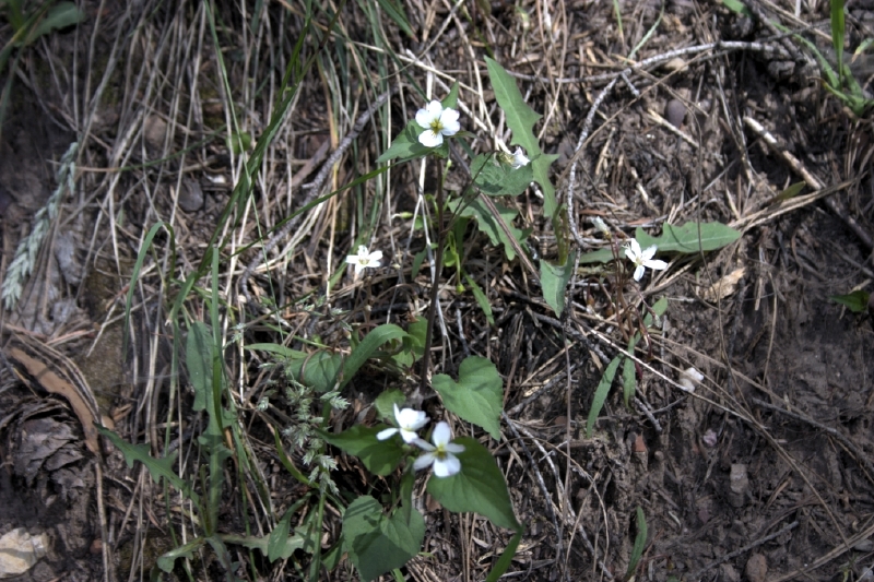 crw_2932.jpg