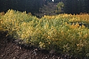 Click on thumbnail to enlarge img_8007.jpg