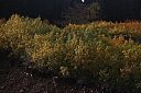Click on thumbnail to enlarge img_8008.jpg