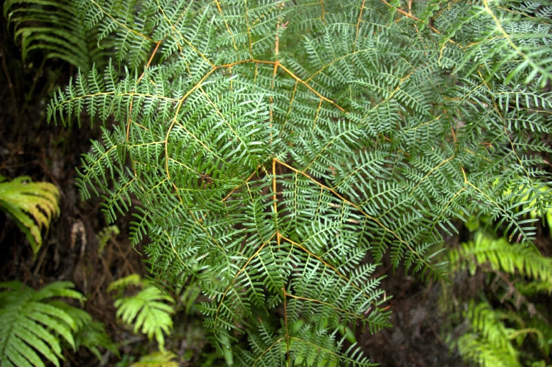 crw_3520.jpg