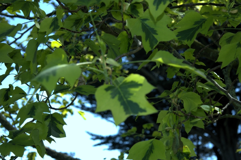 crw_3720.jpg