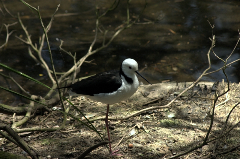 crw_3769.jpg