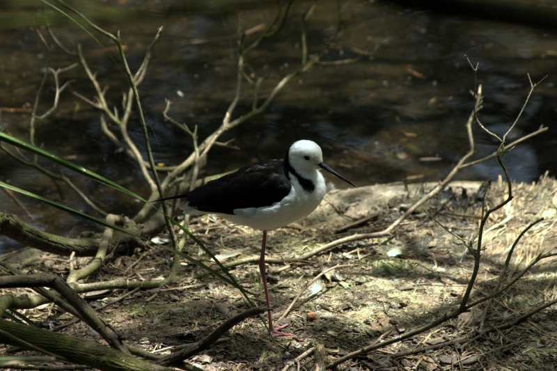 crw_3770.jpg