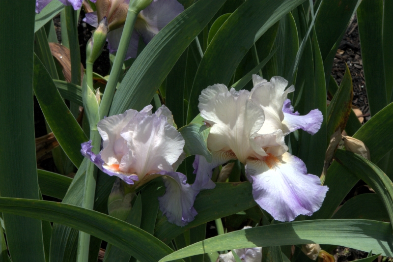 crw_3838.jpg