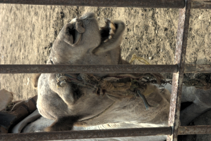 crw_3931.jpg