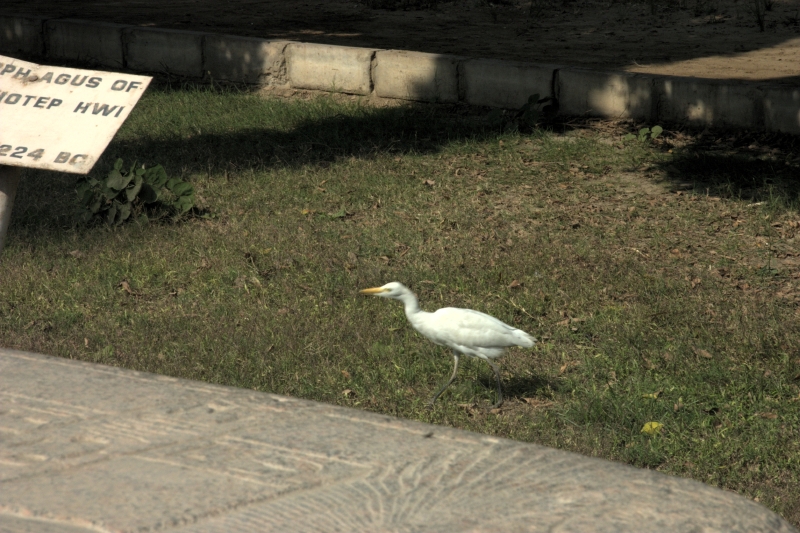 crw_3939.jpg