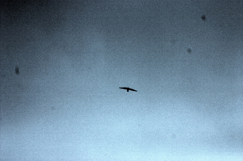 crw_4010.jpg