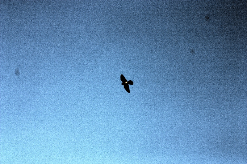 crw_4011.jpg