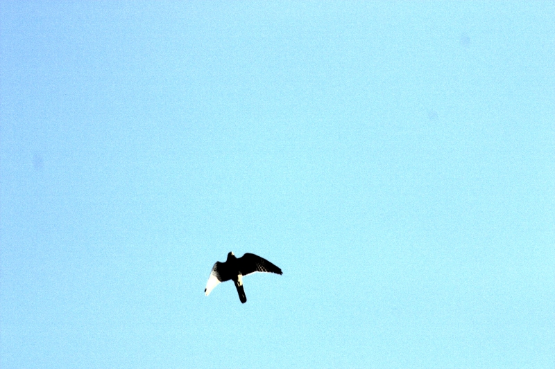 crw_4012.jpg