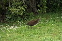 crw_3617.jpg