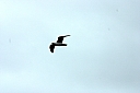 crw_3640.jpg