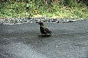 crw_3683.jpg