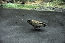 crw_3684.jpg