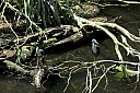 crw_3764.jpg