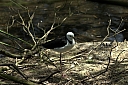 crw_3770.jpg
