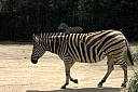 crw_3780.jpg