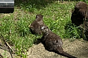 crw_3806.jpg