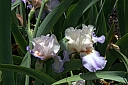 crw_3838.jpg