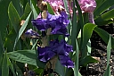crw_3839.jpg
