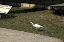 crw_3939.jpg