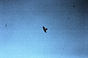 crw_4011.jpg