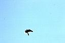 crw_4012.jpg
