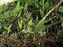 kif_0036.jpg