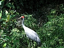 kif_0098.jpg