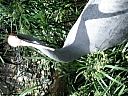 kif_0101.jpg